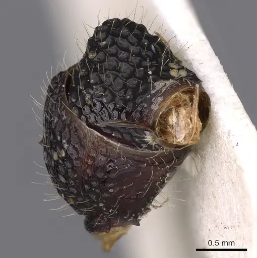 Stictoponera gastrodeia specimen CASENT0900559 image casent0900559_3