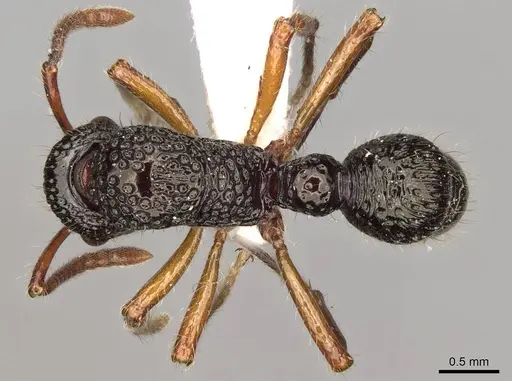 Stictoponera grammodes specimen CASENT0281526 image casent0281526_1