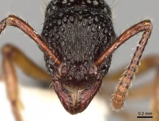 Stictoponera grammodes specimen CASENT0281526 image casent0281526_2