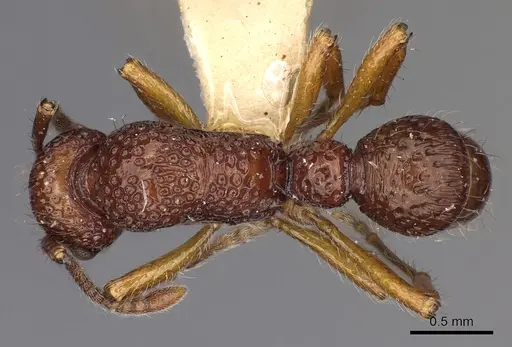 Stictoponera grammodes specimen CASENT0900561 image casent0900561_1