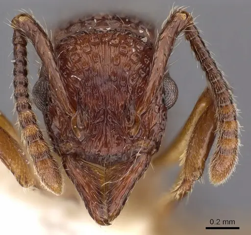Stictoponera grammodes specimen CASENT0900561 image casent0900561_2