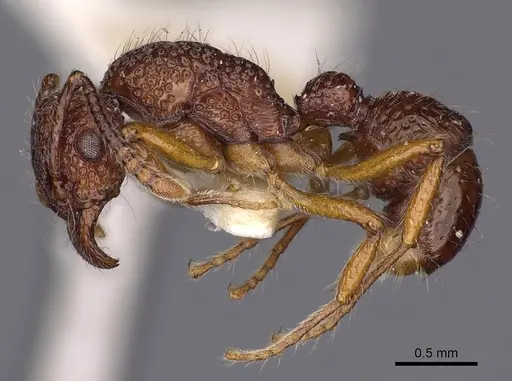 Stictoponera grammodes specimen CASENT0900561 image casent0900561_3