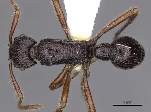 Stictoponera helisa specimen CASENT0900562 image casent0900562_1