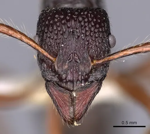 Stictoponera helisa specimen CASENT0900562 image casent0900562_2