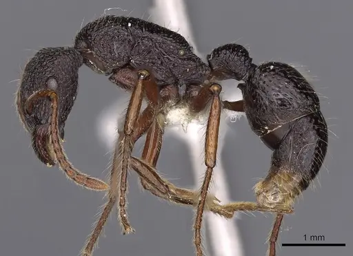 Stictoponera helisa specimen CASENT0900562 image casent0900562_3