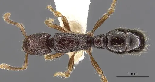Stictoponera lacunosa specimen CASENT0900591 image casent0900591_1