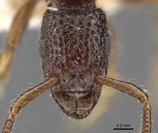 Stictoponera lacunosa specimen CASENT0900591 image casent0900591_2