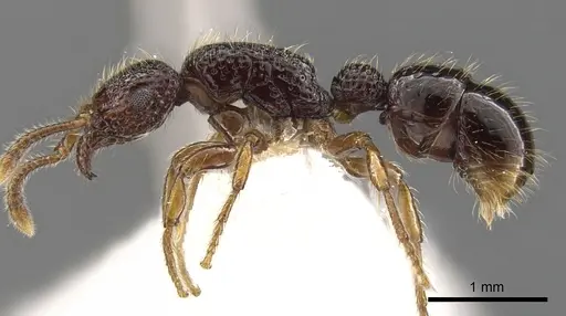 Stictoponera lacunosa specimen CASENT0900591 image casent0900591_3