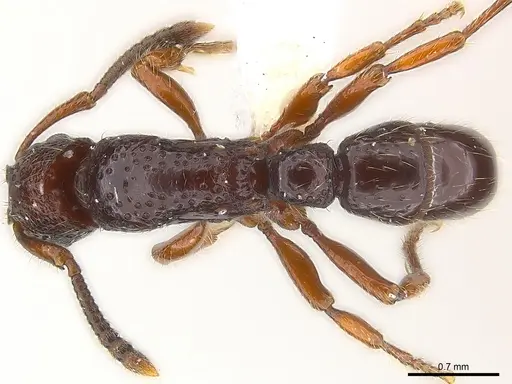 Stictoponera laevior specimen CASENT0179966 image casent0179966_1