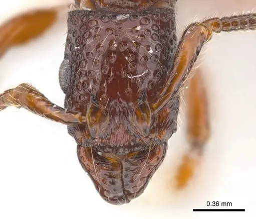 Stictoponera laevior specimen CASENT0179966 image casent0179966_2