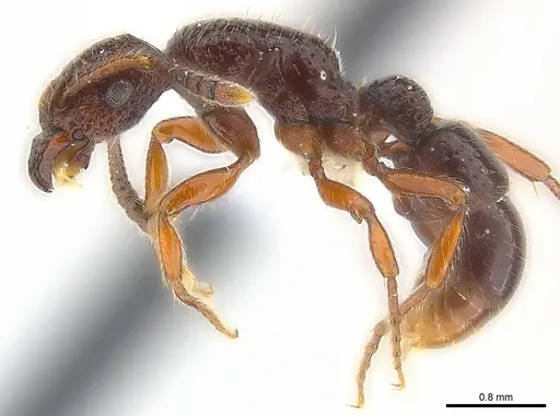 Stictoponera laevior specimen CASENT0179966 image casent0179966_3