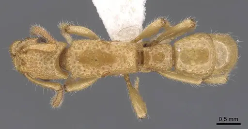 Stictoponera laevior specimen CASENT0907199 image casent0907199_1