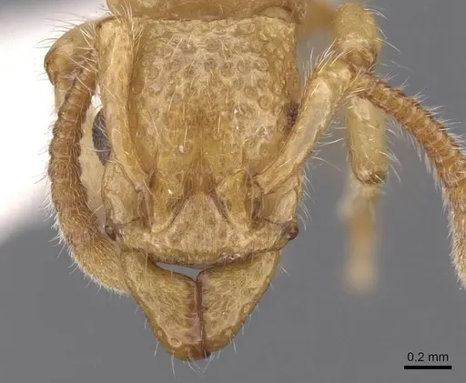 Stictoponera laevior specimen CASENT0907199 image casent0907199_2