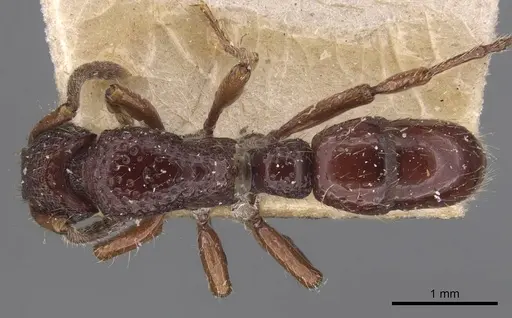 Stictoponera laevior specimen CASENT0907200 image casent0907200_1
