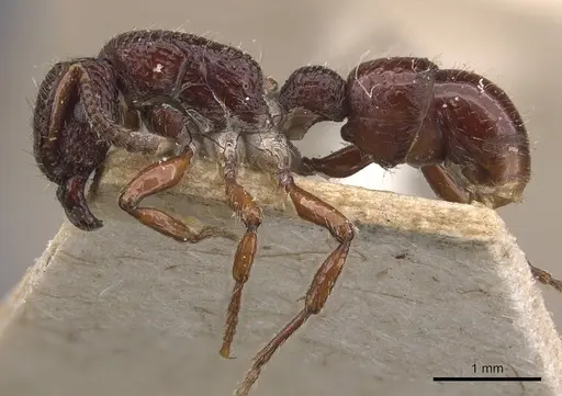 Stictoponera laevior specimen CASENT0907200 image casent0907200_3
