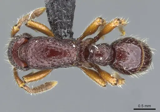 Stictoponera laevior specimen CASENT0911165 image casent0911165_1