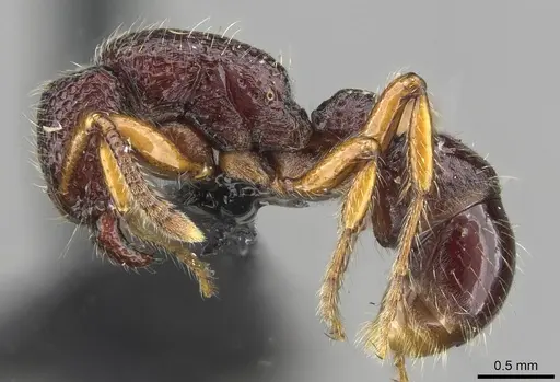 Stictoponera laevior specimen CASENT0911165 image casent0911165_3