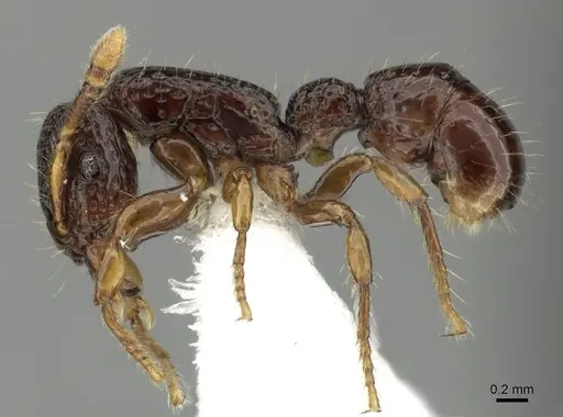 Stictoponera leiolabia specimen CASENT0616726 image casent0616726_3