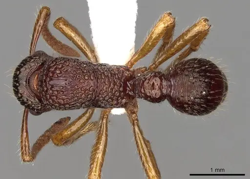 Stictoponera macretes specimen CASENT0281529 image casent0281529_1