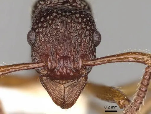 Stictoponera macretes specimen CASENT0281529 image casent0281529_2