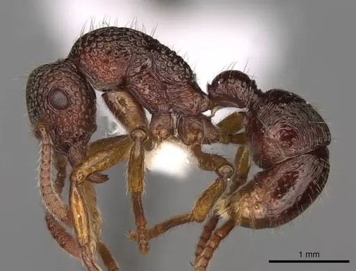 Stictoponera macretes specimen CASENT0281529 image casent0281529_3