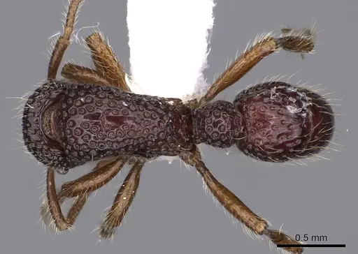 Stictoponera meghalaya specimen CASENT0900563 image casent0900563_1