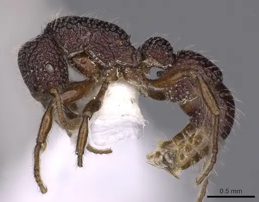 Stictoponera meghalaya specimen CASENT0900563 image casent0900563_3