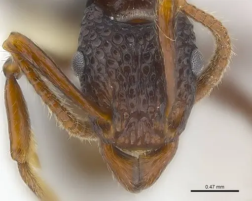 Stictoponera menadensis specimen CASENT0179964 image casent0179964_3