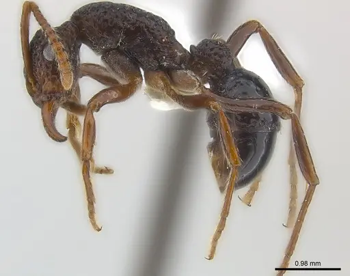 Stictoponera menadensis specimen CASENT0179964 image casent0179964_5