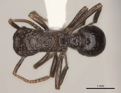 Stictoponera menadensis specimen CASENT0217485 image casent0217485_1