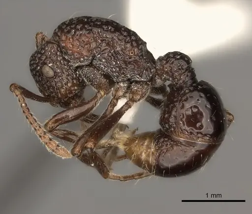 Stictoponera menadensis specimen CASENT0217485 image casent0217485_3