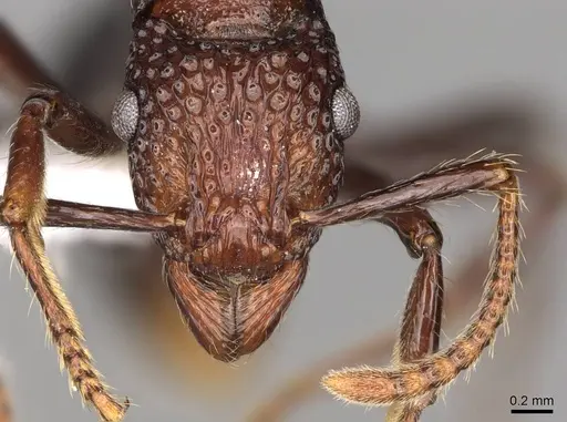 Stictoponera menadensis specimen CASENT0281531 image casent0281531_2
