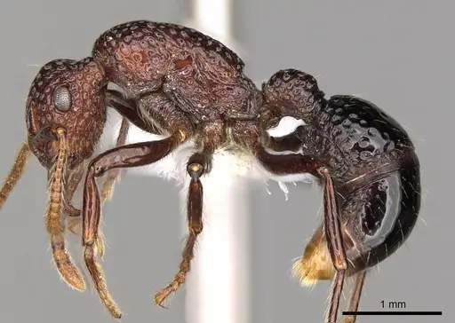 Stictoponera menadensis specimen CASENT0281531 image casent0281531_3
