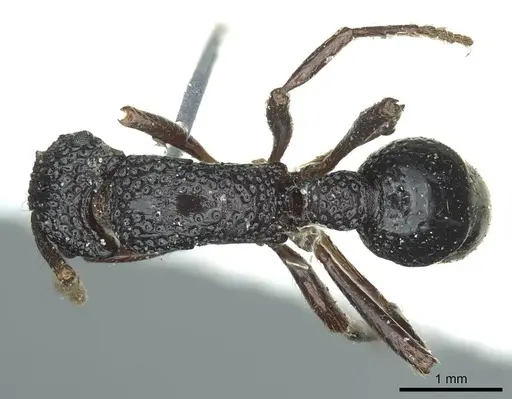 Stictoponera menadensis specimen CASENT0915913 image casent0915913_1