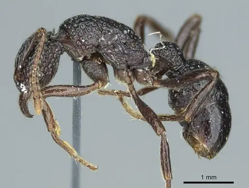 Stictoponera menadensis specimen CASENT0915913 image casent0915913_3
