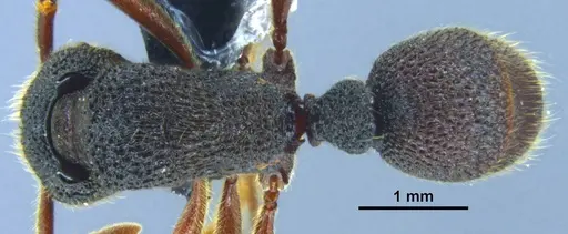Stictoponera nanlingensis specimen GXNU150025 image gxnu150025_1