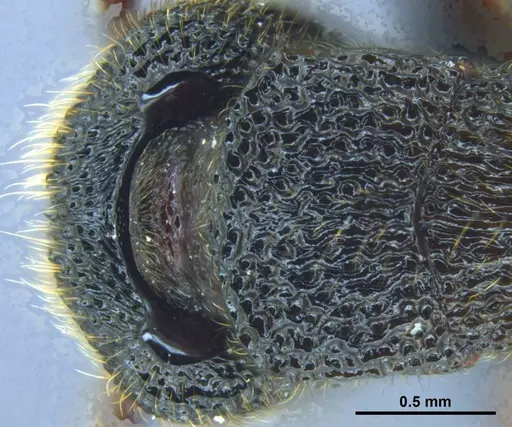 Stictoponera nanlingensis specimen GXNU150025 image gxnu150025_2