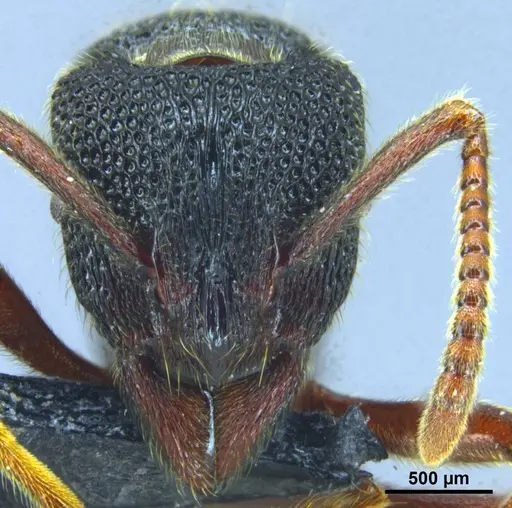 Stictoponera nanlingensis specimen GXNU150025 image gxnu150025_3