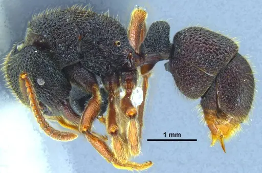 Stictoponera nanlingensis specimen GXNU150025 image gxnu150025_4