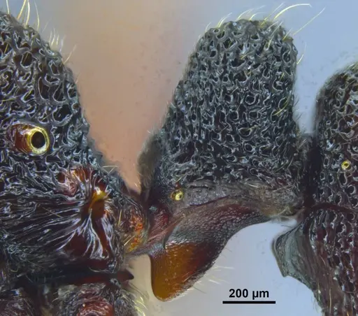 Stictoponera nanlingensis specimen GXNU150025 image gxnu150025_5