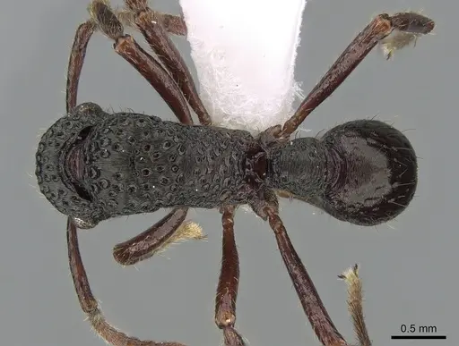 Stictoponera niuguinensis specimen CASENT0281216 image casent0281216_1
