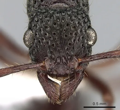 Stictoponera niuguinensis specimen CASENT0281216 image casent0281216_2