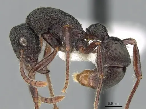 Stictoponera niuguinensis specimen CASENT0281216 image casent0281216_3