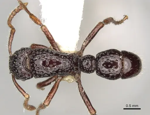 Stictoponera ortostoma specimen CASENT0281844 image casent0281844_1