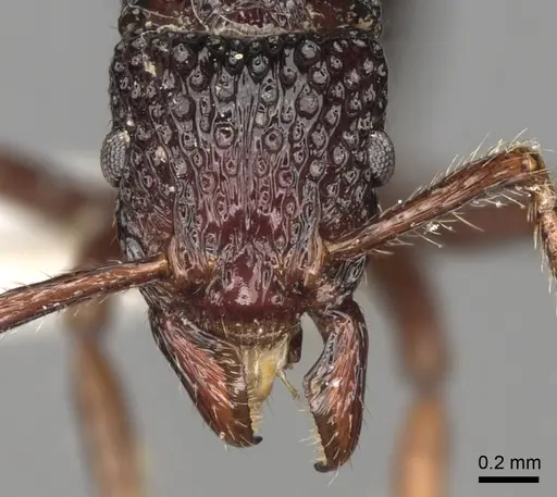 Stictoponera ortostoma specimen CASENT0281844 image casent0281844_2