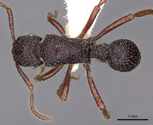 Stictoponera palamala specimen CASENT0900564 image casent0900564_1