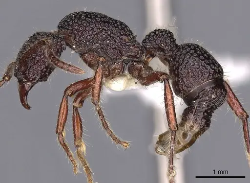 Stictoponera palamala specimen CASENT0900564 image casent0900564_3