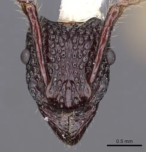 Stictoponera paso specimen CASENT0900565 image casent0900565_2