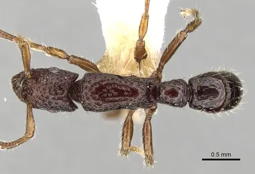 Stictoponera pertusa specimen CASENT0281849 image casent0281849_1