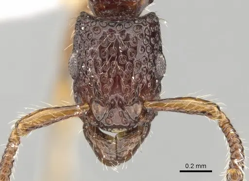 Stictoponera pertusa specimen CASENT0281849 image casent0281849_2